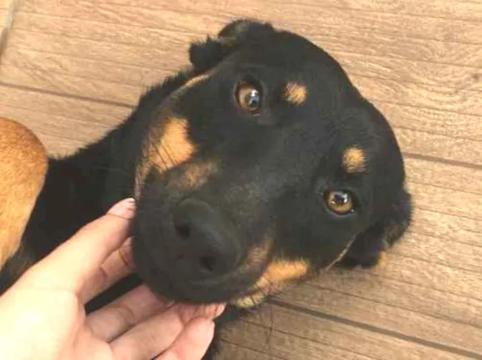 Cachorro ra a Vira-lata idade 2 anos nome Sem nome