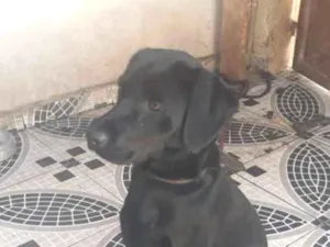 Cachorro raça Labrador idade 1 ano nome Max