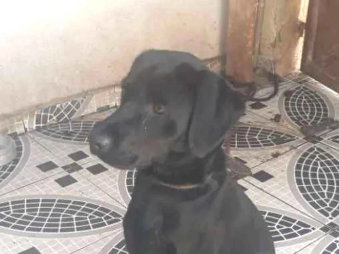 Cachorro ra a Labrador idade 1 ano nome Max