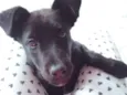 Pipoca