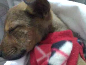 Cachorro raça S/ Raça idade Abaixo de 2 meses nome Zada