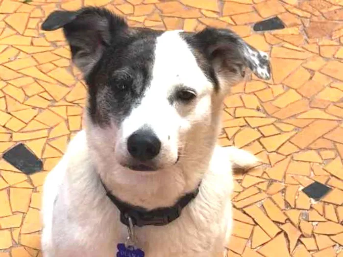 Cachorro ra a Srd idade  nome Diana