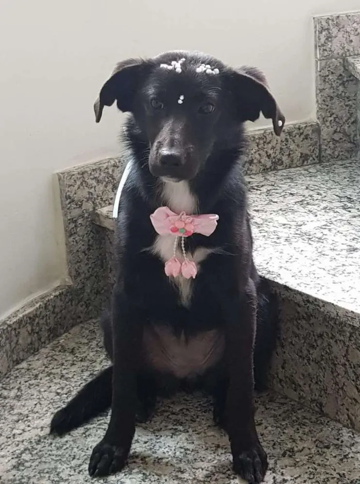 Cachorro ra a SRD idade 1 ano nome Olivia