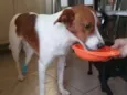 RAFA