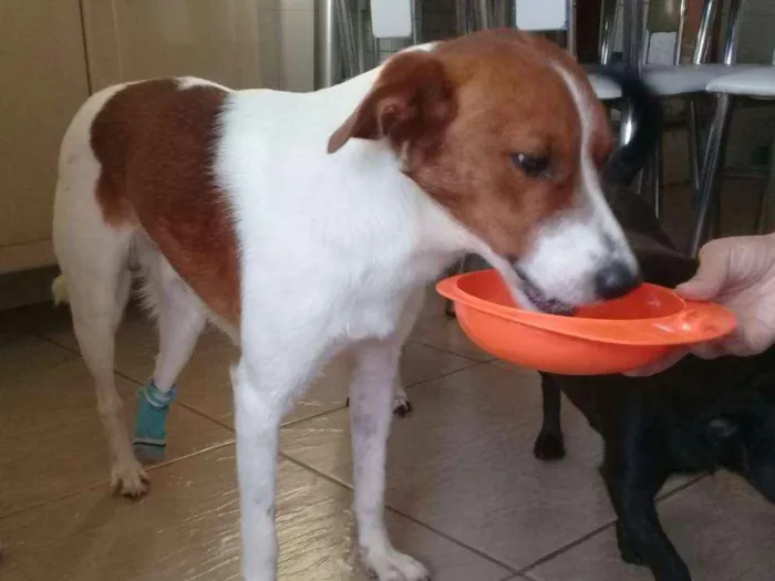 Cachorro ra a SRD idade 1 ano nome RAFA
