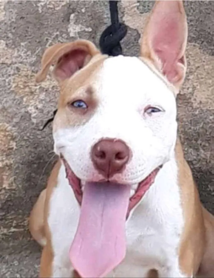 Cachorro raça Pitbull  idade  nome Raira