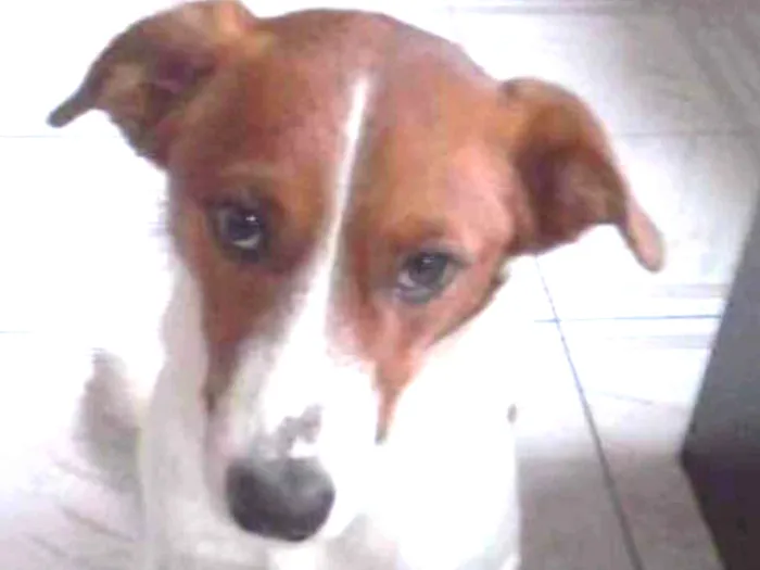 Cachorro ra a SRD idade 1 ano nome RAFA