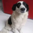 Bandit