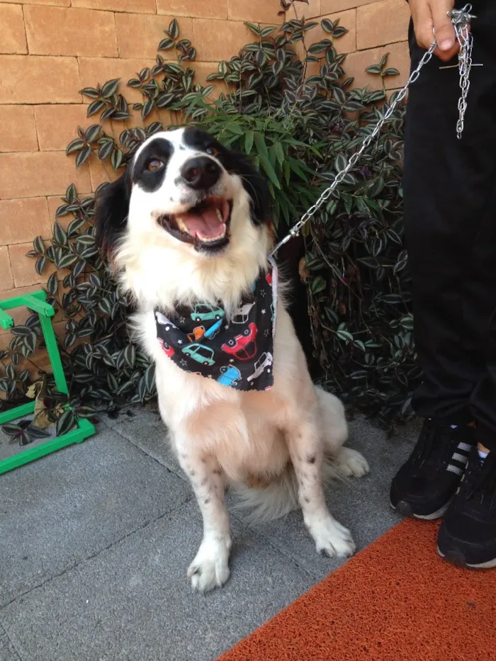 Cachorro ra a Srd idade 1 ano nome Bandit 