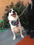 Bandit