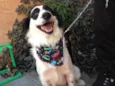 Bandit 