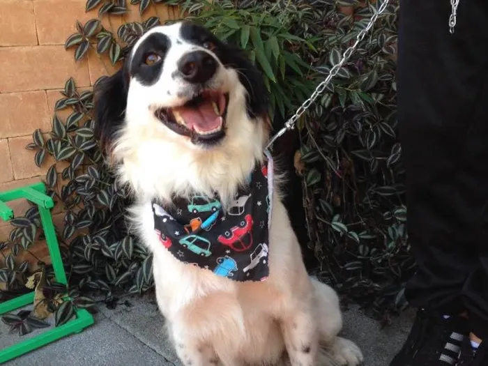 Cachorro ra a Srd idade 1 ano nome Bandit 