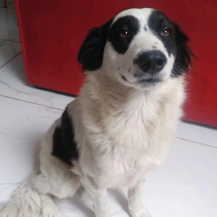 Cachorro ra a Srd idade 1 ano nome Bandit 