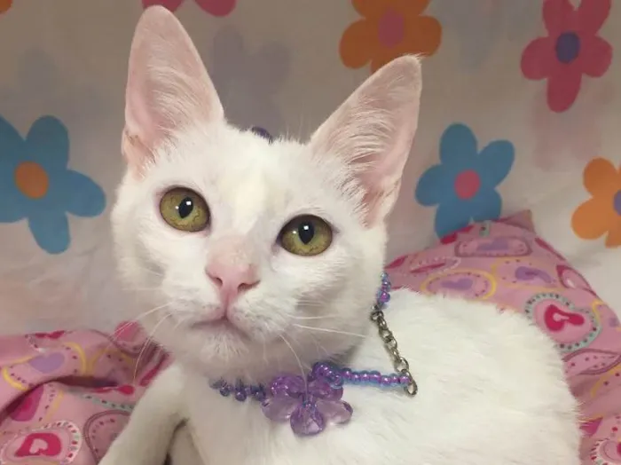 Gato ra a SRD idade 2 a 6 meses nome KATY 