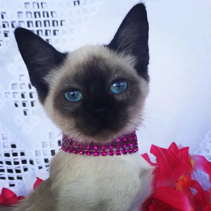 Gato ra a SIAMESA idade 2 a 6 meses nome LESLY 