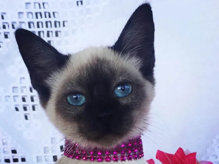 Gato ra a SIAMESA idade 2 a 6 meses nome LESLY 