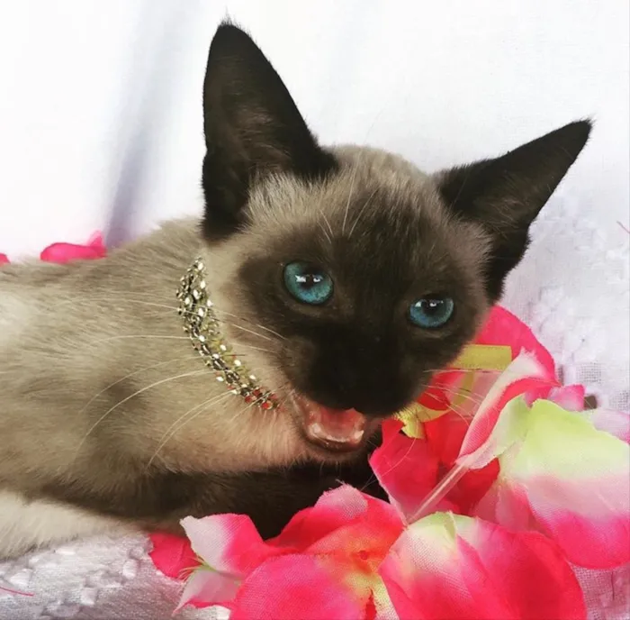 Gato ra a SIAMESA idade 2 a 6 meses nome KAYLEE 