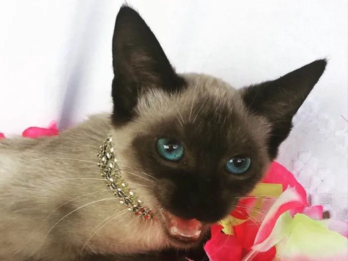 Gato ra a SIAMESA idade 2 a 6 meses nome KAYLEE 