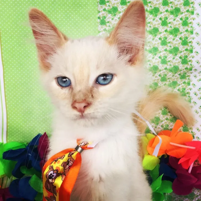 Gato ra a SRD idade 2 a 6 meses nome SNOW 
