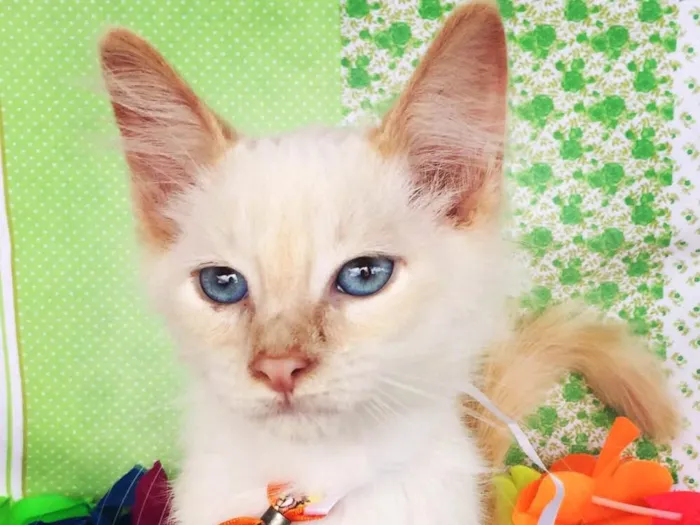 Gato ra a SRD idade 2 a 6 meses nome SNOW 