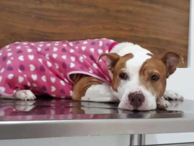 Cachorro ra a Pitbull idade 5 anos nome JASMIM