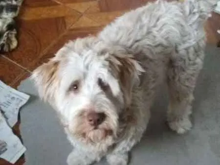 Cachorro ra a Poodle idade 1 ano nome Hery