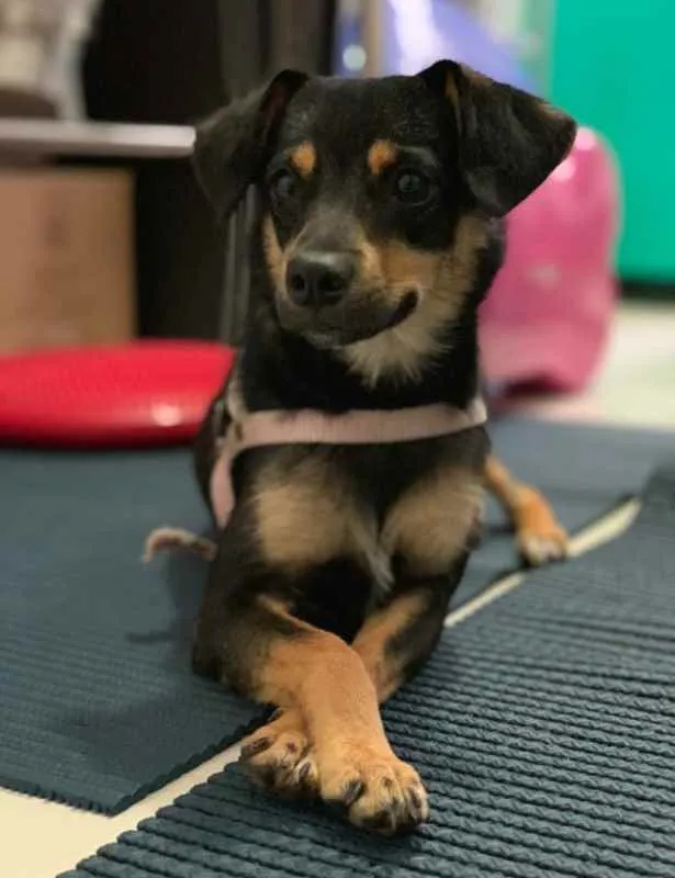 Cachorro ra a  idade 2 anos nome Clementina