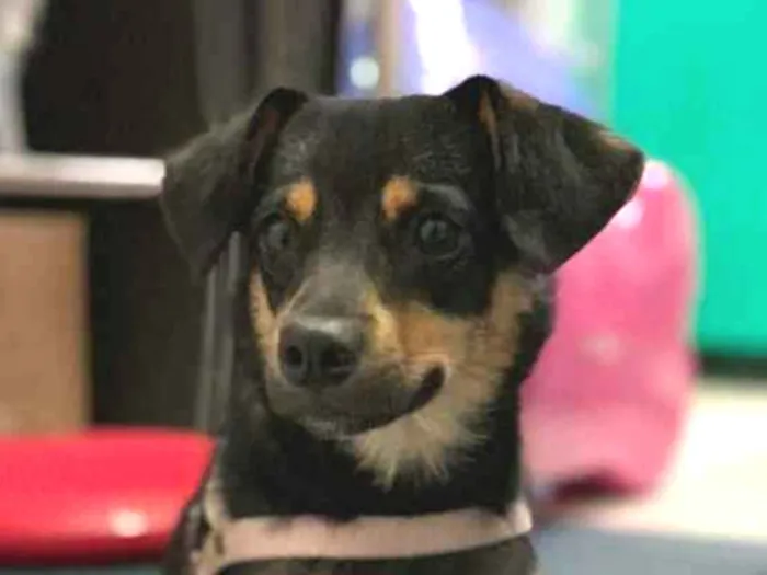 Cachorro ra a  idade 2 anos nome Clementina