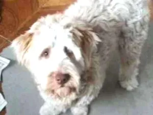Cachorro raça Poodle idade 1 ano nome Hery