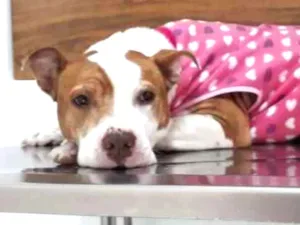 Cachorro raça Pitbull idade 5 anos nome JASMIM