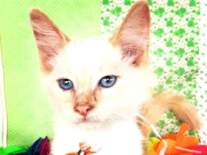 Gato raça SRD idade 2 a 6 meses nome SNOW 