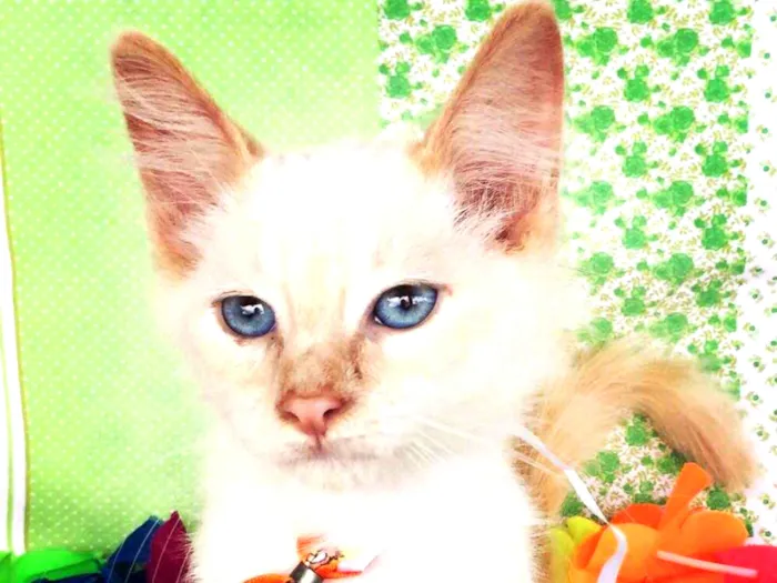 Gato ra a SRD idade 2 a 6 meses nome SNOW 