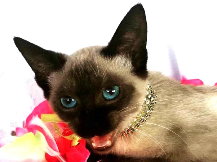 Gato ra a SIAMESA idade 2 a 6 meses nome KAYLEE 