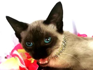 Gato raça SIAMESA idade 2 a 6 meses nome KAYLEE 