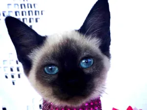 Gato raça SIAMESA idade 2 a 6 meses nome LESLY 