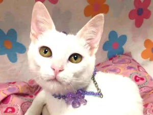 Gato raça SRD idade 2 a 6 meses nome KATY 