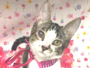 Gato raça SRD idade 2 a 6 meses nome MEGHAN 