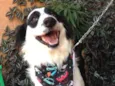 Bandit 