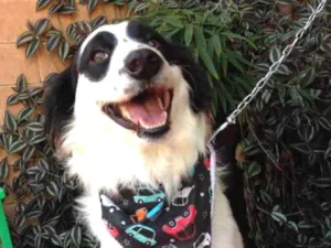 Cachorro raça Srd idade 1 ano nome Bandit 