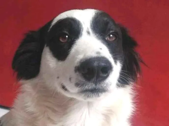 Cachorro ra a Srd idade 1 ano nome Bandit 