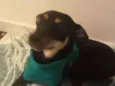 Estela