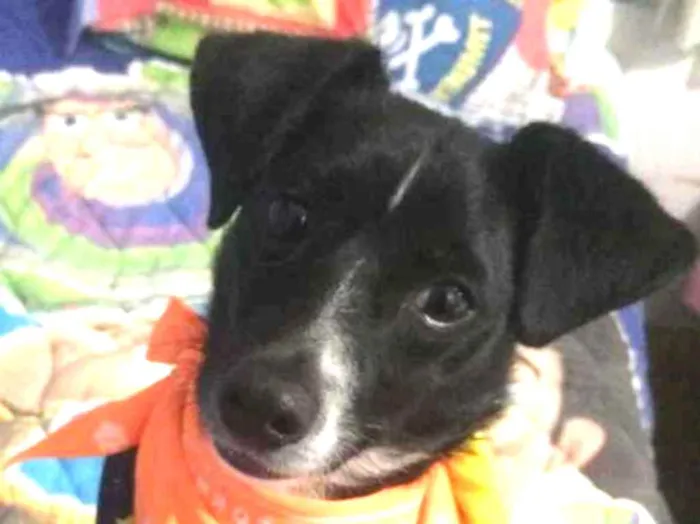 Cachorro ra a SRD idade 1 ano nome Nino