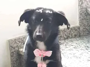 Cachorro raça SRD idade 1 ano nome Olivia