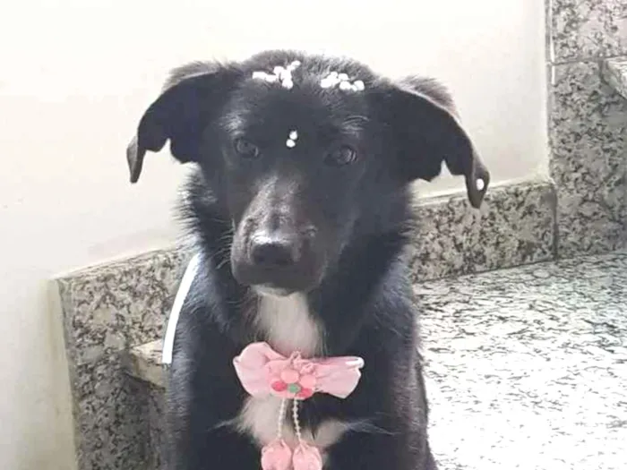 Cachorro ra a SRD idade 1 ano nome Olivia