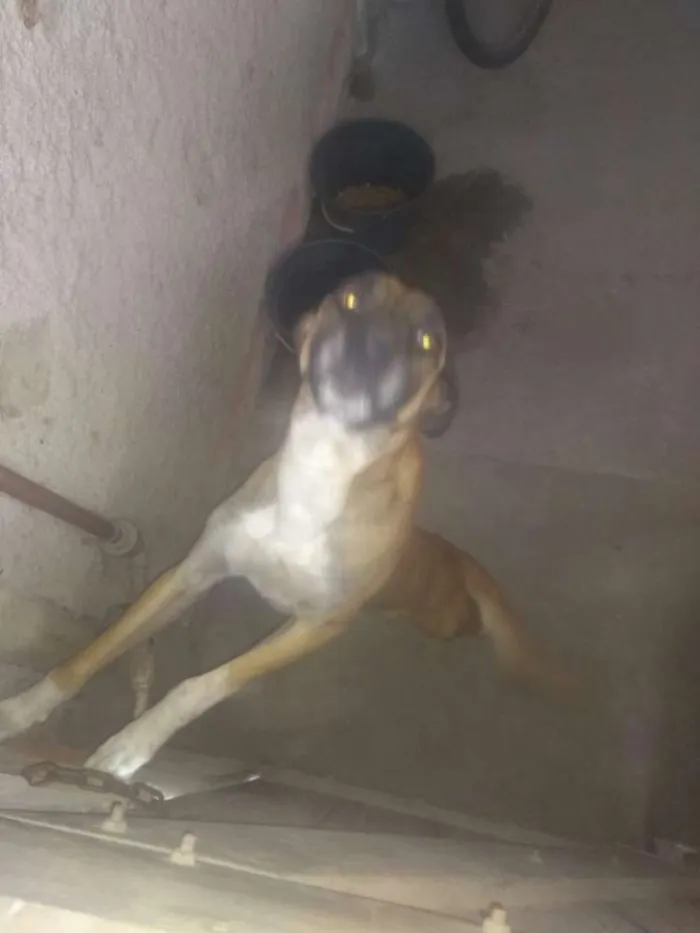 Cachorro raça Viralata idade 4 anos nome Cara preta