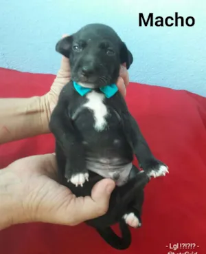 Cachorro raça SEM RAÇA DEFINIDA.  idade Abaixo de 2 meses nome SEM NONE