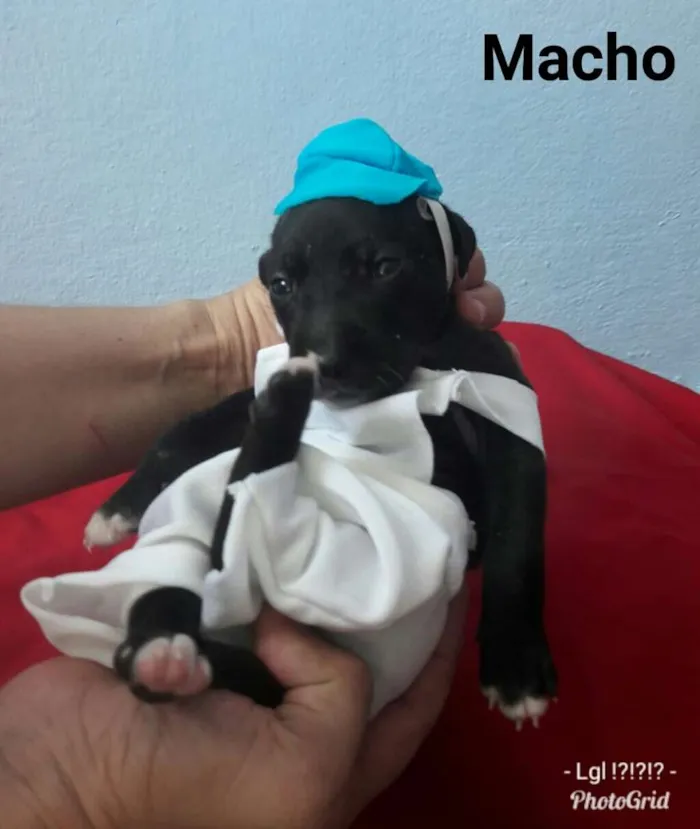 Cachorro ra a SEM RAÇA DEFINIDA.  idade Abaixo de 2 meses nome SEM NOME.