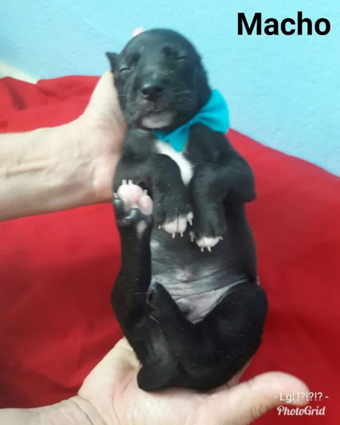 Cachorro ra a SEM RAÇA DEFINIDA.  idade Abaixo de 2 meses nome SEM NOME.