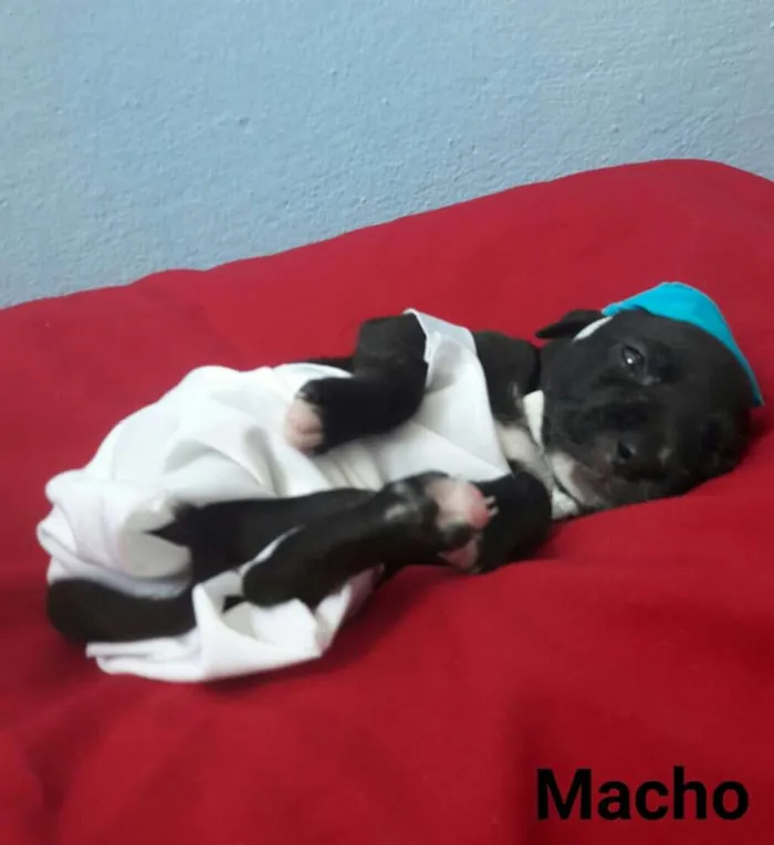 Cachorro ra a SEM RAÇA DEFINIDA.  idade Abaixo de 2 meses nome SEM NOME.