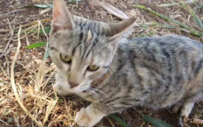 Gato ra a SRD  idade 1 ano nome Fefe 